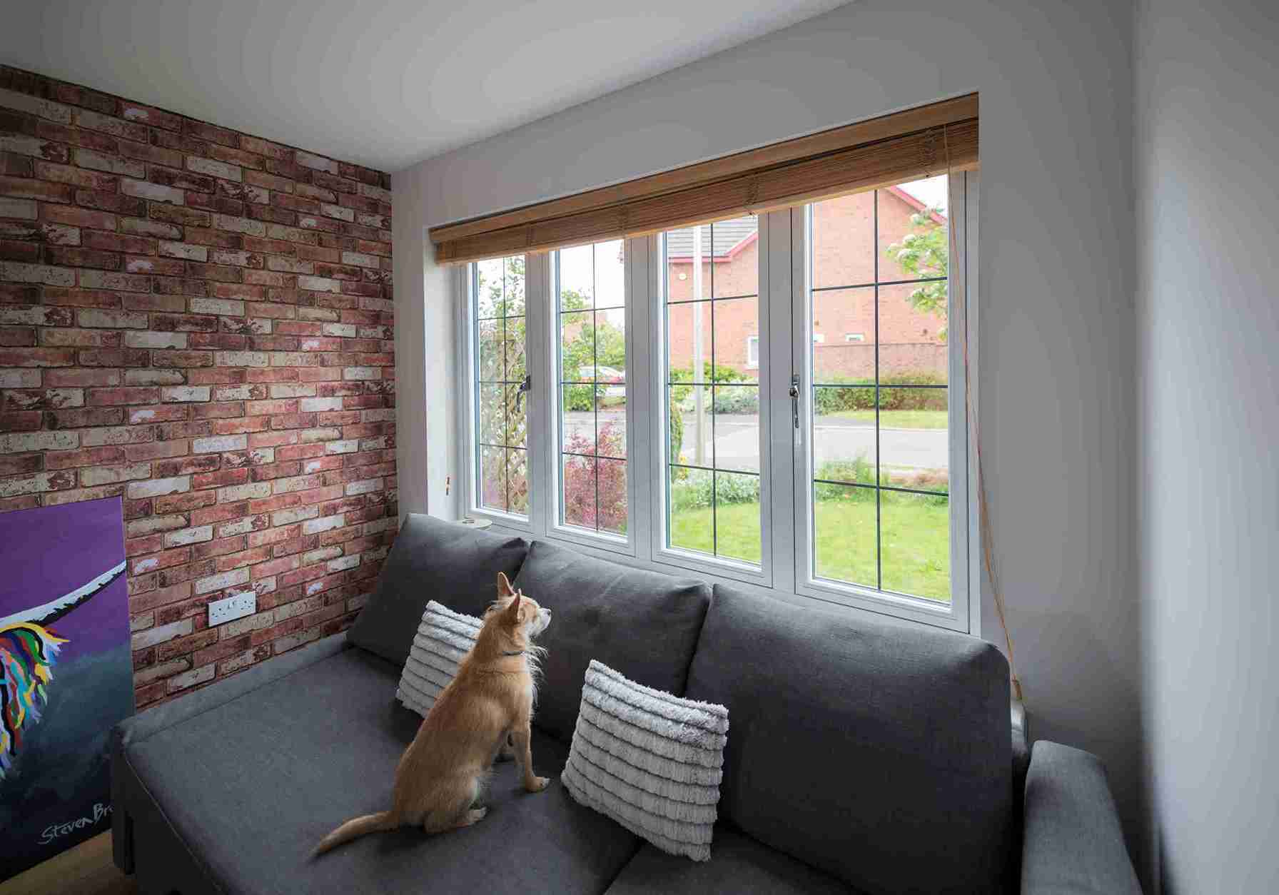 residence 7 windows with sofa and dog